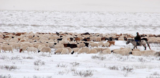 Зудын эрсдэлийн үнэлгээгээр Баян-Өлгий аймаг маш их, Увс, Ховд, Хөвсгөл, Дорноговь аймаг их эрсдэлтэй гарчээ